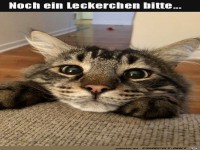 Bitte noch ein Leckerchen