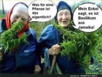 Was ist das f�r eine Pflanze?