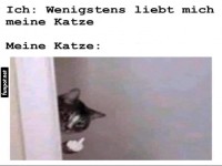 Wenn deine Katze dich nicht liebt
