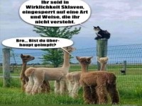 Katze spricht ber Gefangenschaft mit Alpakas