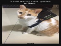 Katze als Uber Eats Lieferant