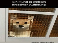 Pixel-Hund hinter Glasfenster