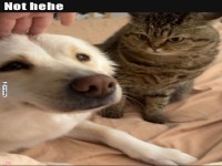 Katze plant die bernahme mit Hypnoseblick