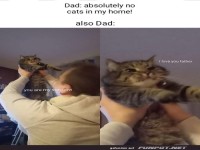 Wenn Katzen das Herz erobern