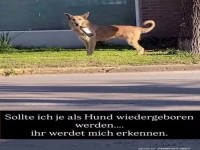 Hund auf Streifzug: Startklar f�r die Party!