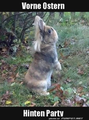 Osterhase-oder-Partyhase?.jpg auf www.funpot.net