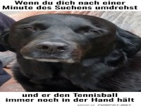 Wenn der Hund dein Tennisspiel durchschaut!