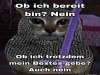 Katzenritter in gl�nzender R�stung... fast!