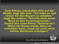 Zwei Pferde unterhalten sich auf der Weide