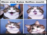Katze macht Selfies