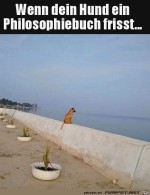 Hund-starrt-aufs-Meer.jpg auf www.funpot.net