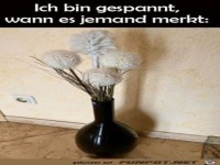 Komische Bl�te