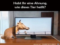 Komisches Tier