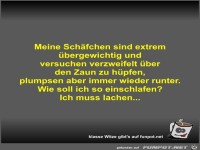 Meine Schfchen sind extrem bergewichtig und versuchen...