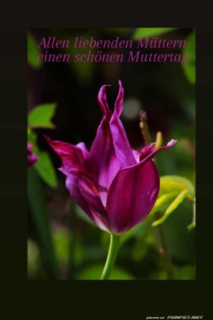 Schönen-Muttertag.jpg auf www.funpot.net