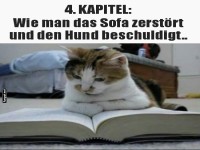 Eine Katze liest ein Buch �ber Sofatipps