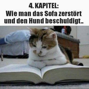 fun-Bild: Eine Katze liest ein Buch über Sofatipps