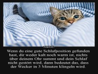 Katzenalarm: Die Kunst des perfekten Nickerchens