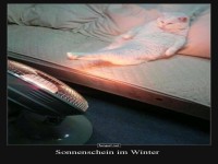 Katze genie�t den Scheinwerfer-Wellness