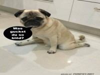 Was guckst du so bl�d?