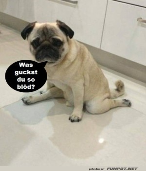 Was-guckst-du-so-bl�d?.jpg auf www.funpot.net