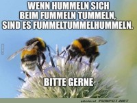Hummeln beim Fummeltummeln