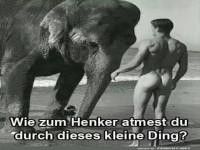 Der Elefant und das Kuriose L�ftungsger�t