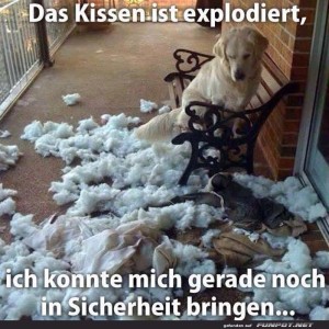 Kissenschlacht:-Hund-1---Kissen-0.jpg von Queen40