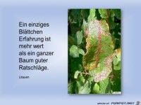 ein einziges Bl�ttchen