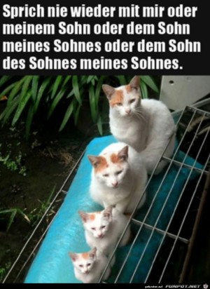 Ernste-Katzen.jpg auf www.funpot.net