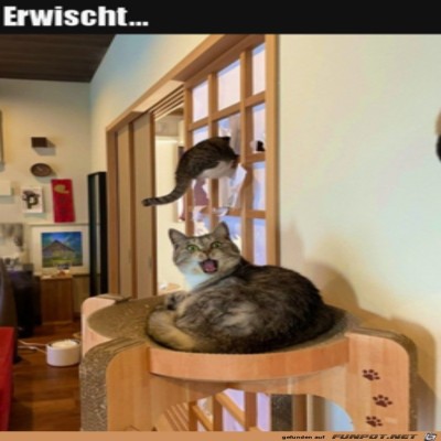 Erwischt.jpg von Marisa