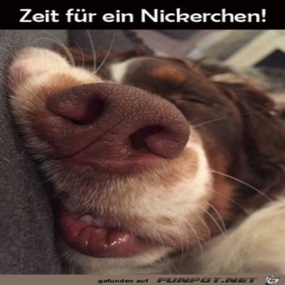 Nickerchen.jpg von Pina