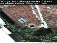 Neues Kissen f�r die Katze