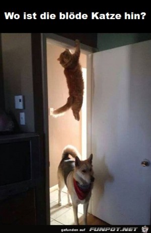 Wo-ist-die-Katze?.jpg auf www.funpot.net