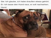 �berraschter Hund soll nachsehen