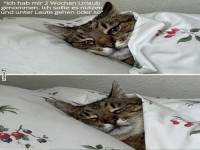 Katze genie�t den Urlaub