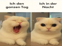 Tagtrumer und Nachtkatze