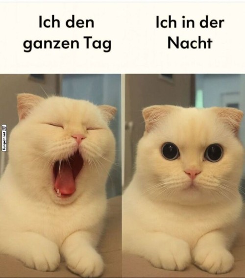 Tagträumer-und-Nachtkatze.jpg auf www.funpot.net