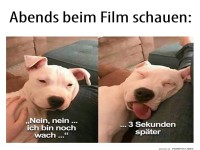 Hund vs. Filmabend: Wer wird gewinnen?