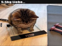 Katzenwaage: 5.5kg Stubentiger-Romantik