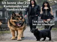 Kommandos? Lieber Katze als Hund!