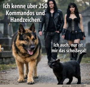 fun-Bild: Kommandos? Lieber Katze als Hund!