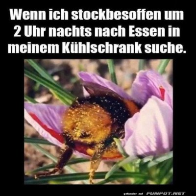 Mitternachtssnack-Abenteuer-mit-der-Hummel!.jpg von Phil-1986