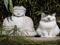Zen-Meditation: Katze und Buddha Edition