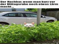 Der Nachbar