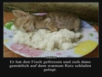 Vom Futterkoma ins Reisbett