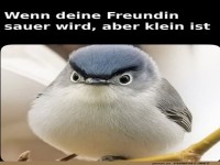 Kleiner Vogel, groer rger!