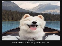 Pfoten-Abenteuer mit Happy Floof