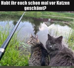 fun-Bild: Fischen mit skeptischen Katzenblicken