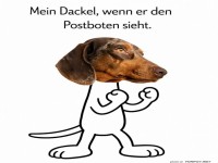 Wenn der Dackel zum Box-Champion wird!